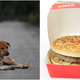 Illustration for article titled Dog fakes being a stray to get McDonald’s handouts, owner saysem/em